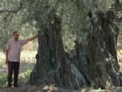 Burhaniye'de Tarihi Zeytin Ağacının Korumaya Alınması İstendi