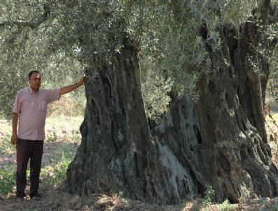 HIDAYET KARABULUT - Burhaniye'de Tarihi Zeytin Ağacının Korumaya Alınması İstendi