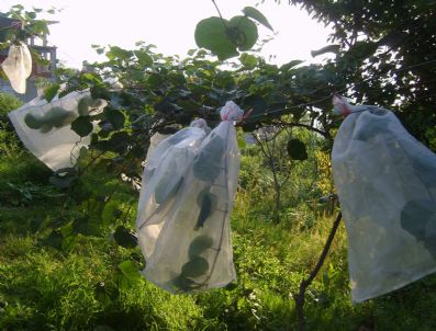 RIZE TARıM İL MÜDÜRLÜĞÜ - Rize'de Kanatlı Tehlike