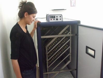 SEYRANI - Seyrani Ziraat Bıldırcın Üretimine Başladı