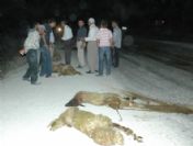 Süratli Minibüs Koyun Sürüsüne Daldı