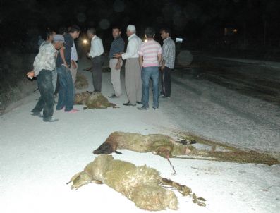 OSMAN GÜVEN - Süratli Minibüs Koyun Sürüsüne Daldı