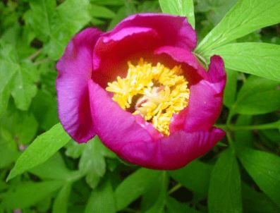 ŞIFALı BITKI - Şakayık çiçeği kansere çözüm olabilir mi?