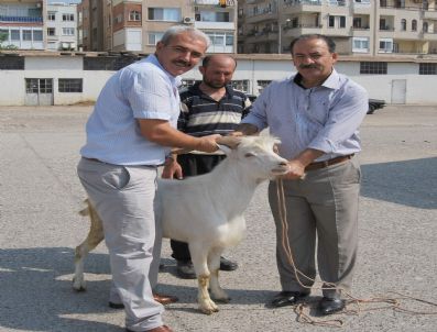 SAANEN - Mersin'de Süt Keçiçiliği Geliştiriliyor