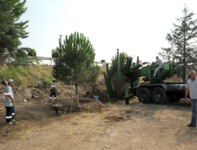 BALıKESIR BELEDIYESI - Ağaçlar Yer Değiştirdi