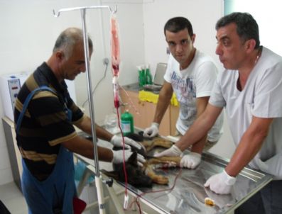 HAYVAN HAKLARı FEDERASYONU - Kuşadası'nda Köpeğe Kan Nakli