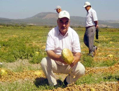 RAMAZAN DOĞAN - Kırkağaç Kavunu Hastalık Kurbanı Oldu