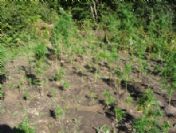 Kocaeli'nde Kenevir Operasyonu