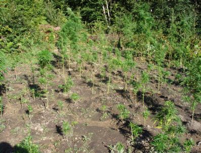 Kocaeli'nde Kenevir Operasyonu