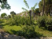 Ağaç Katliamı İsyan Ettirdi