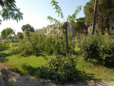 Ağaç Katliamı İsyan Ettirdi