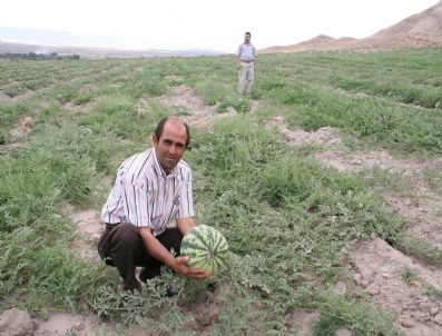 SEKILI - Gelingüllü Barajı Kavun-karpuz Üreticilerine Hayat Verdi