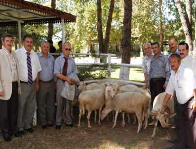 TIGEM - Bursa'da Kıvırcık Koyun Projesi