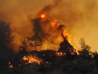 HASANLAR - Muğla'nın Milas ilçesinde orman yangını