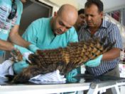 Yaralı Baykuş İçin Seferberlik