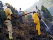 Bir Kıvılcım 2.5 Hektarlık Ormanı Yok Etti