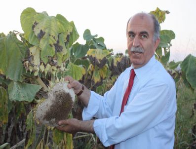 BOĞAZKÖY - Bursa'nın Sebze Ve Meyveleri Havayoluyla Dünyaya Pazarlanacak