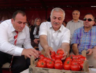 BAZLAMA - Çubuk'ta 'Domates Şenliği'