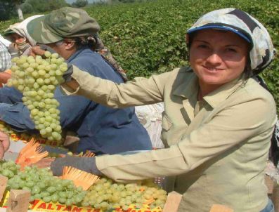 Üzümde İhracat 5 Ağustos'ta