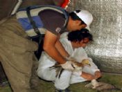 Van'da Ördek Ölümleri İçin Seyyar Klinik Kuruldu