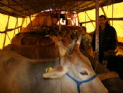 İnegöl'de Karantina