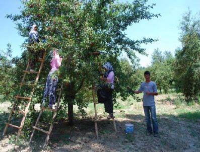 Pazarlar'da Vişnenin Kilosu 1 Lirayı Geçti
