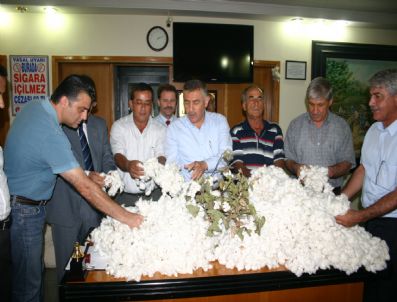 Çukurova'da Sezonun İlk Kütlü Pamuğu Satıldı