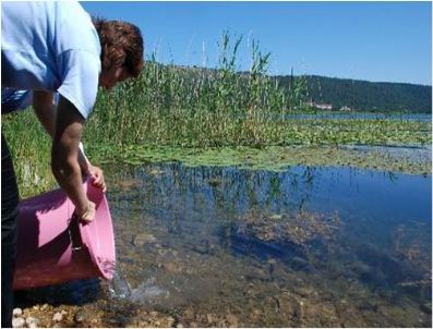 Torul Göletlerine 45 Bin Pullu Sazan Bırakıldı