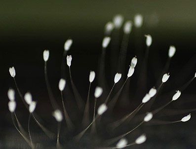 AVATAR - Avatar udumbara çiçeğine rastlanıldı