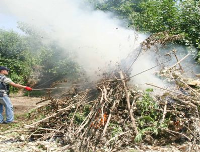 Erzurum'da 2 Bin 965 Kök Hint Keneviri İmha Edildi