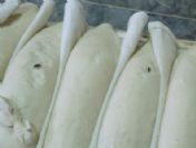 Şahin'den Fırınlara Şafak Baskını