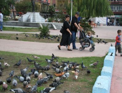 KÖZLÜ - Güvercinlerin Pide Keyfi