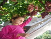 Silifke'de Ceviz Üzümüne İlgi Artıyor