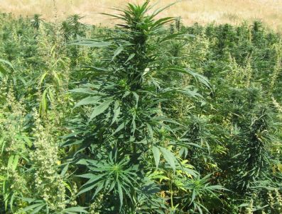 Van'da Hint Keneviri Operasyonu