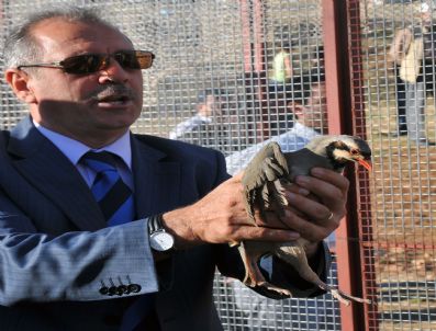 NIYAZI ERTEN - Kelkit'te 400 Keklik Doğaya Salındı