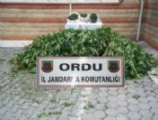 Ordu'da Kubar Esrara 3 Tutuklama