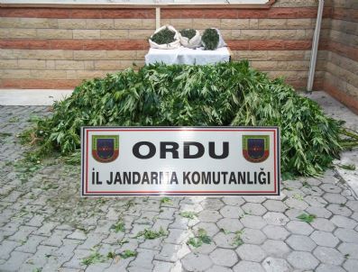 Ordu'da Kubar Esrara 3 Tutuklama