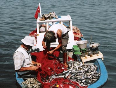 BARBUNYA - Balıkçılar, trol avının ilk gününde karaya mutlu döndü