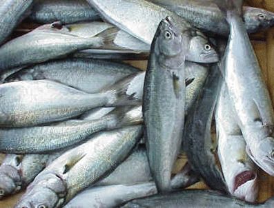BARBUNYA - Av yasağının kalkmasıyla beraber balık fiyatları geriledi