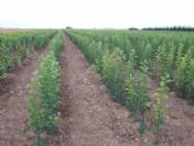 Karaman'da Meyve Üreticilerine Fidan Desteği