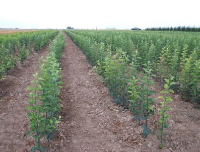 Karaman'da Meyve Üreticilerine Fidan Desteği