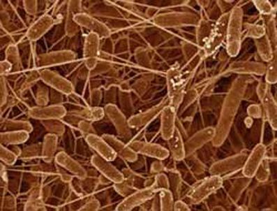 DEDEKTIF - Mikroplar kayıt altına alınıyor