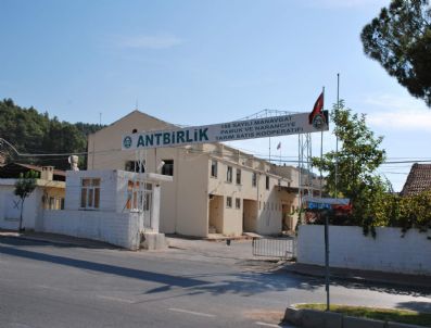 TAŞAĞıL - Antbirlik Pamuk Alımına Başladı