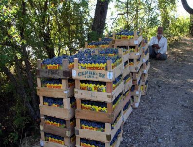 'Cimin Üzümü' Nün Hasadı Devam Ediyor