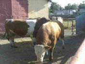 Erzurum'a 495 Hayvan İthal Edildi