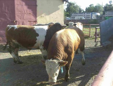 EBK - Erzurum'a 495 Hayvan İthal Edildi