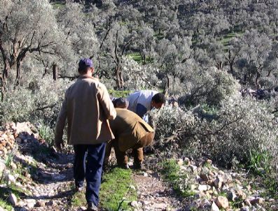 UMURLU - Muhtarın Ağaçlarına Gece Yarısı Operasyonu
