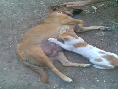 Öksüz Yavru Kediyi Köpek Emziriyor