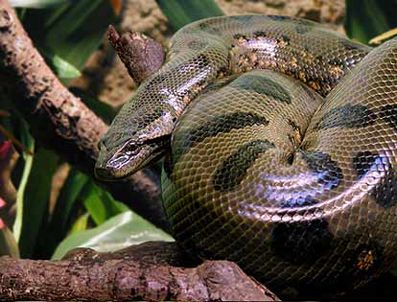 Tuvaletten 2 metrelik anakonda çıktı