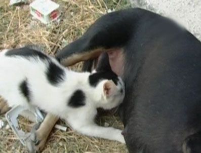 Yavrularını kaybeden köpek sokak kedisine annelik yapıyor